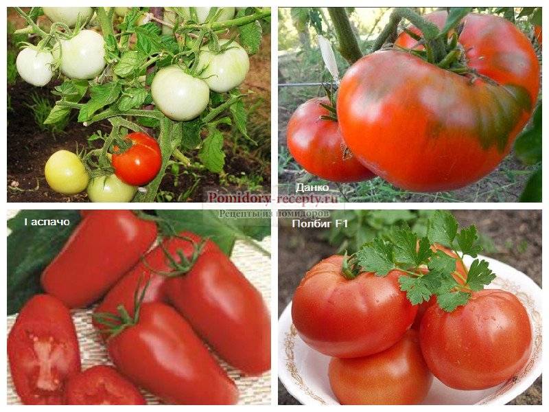 Обзор лучших сортов помидоров для витебской области