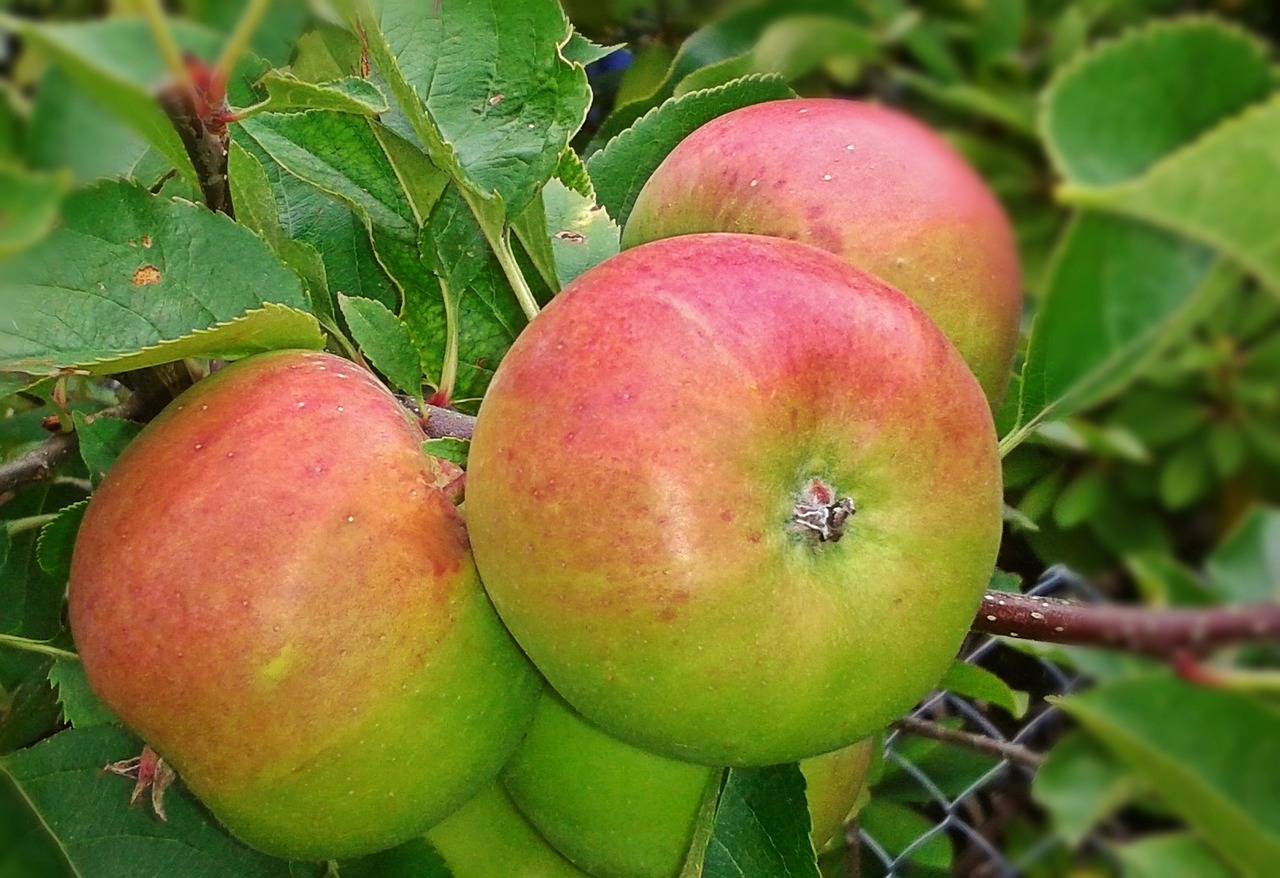 Сорт яблок вельяминовское фото и описание сорта