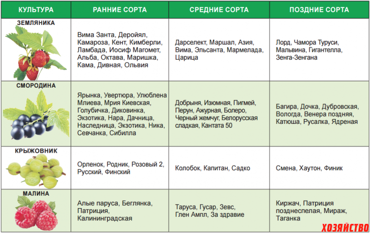 Клубника для средней полосы россии: критерии выбора, лучшие сорта, выбор места, сроки посадки, пересадки, особенности ухода
