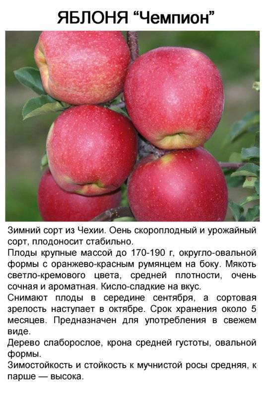 Описание и характеристики яблони сорта Чемпион, технология выращивания