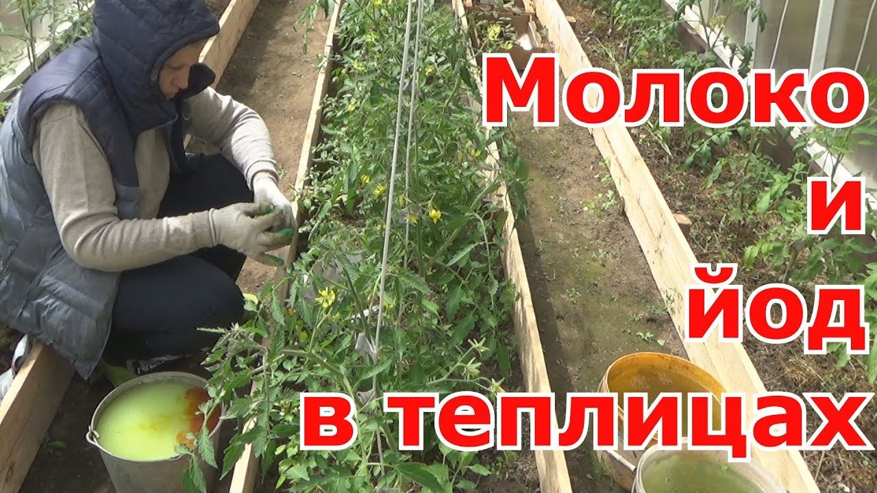 Опрыскивание огурцов молоком с йодом: отзывы, обработка от болезней