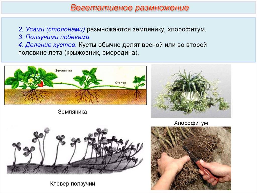 Как называется способ размножения садовой земляники изображенной на рисунке простое деление