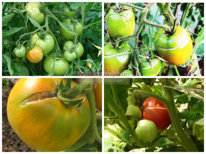 Трескаются помидоры при созревании: в чем причина и что делать