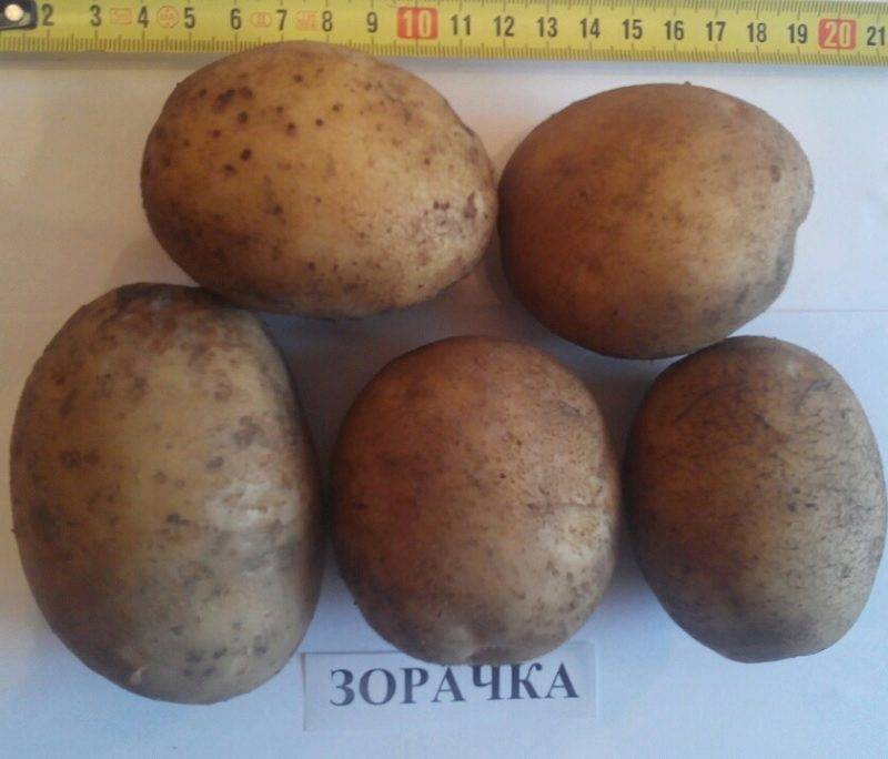 Картофель зорачка: описание сорта, фото, отзывы, вкусовые качества, урожайность