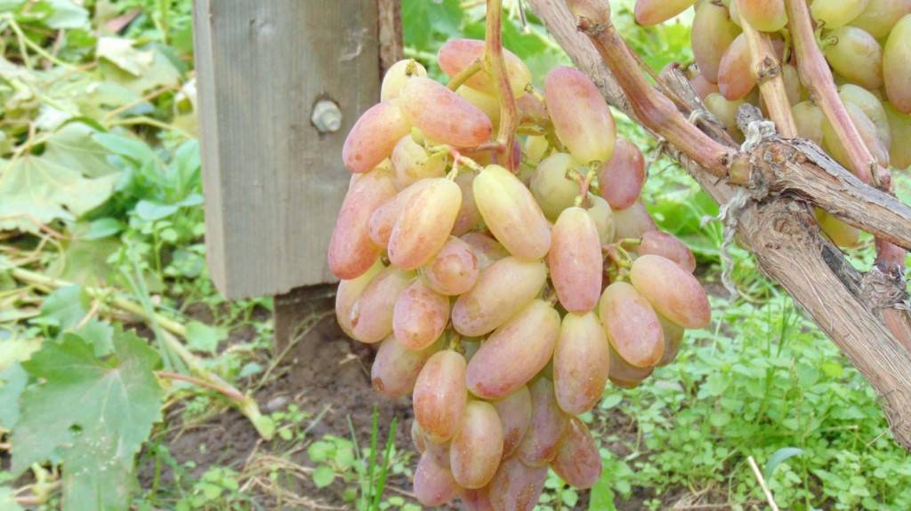 Сорт винограда юбилей новочеркасска, описание сорта с характеристикой и отзывами, а также особенности посадки и выращивания, фото