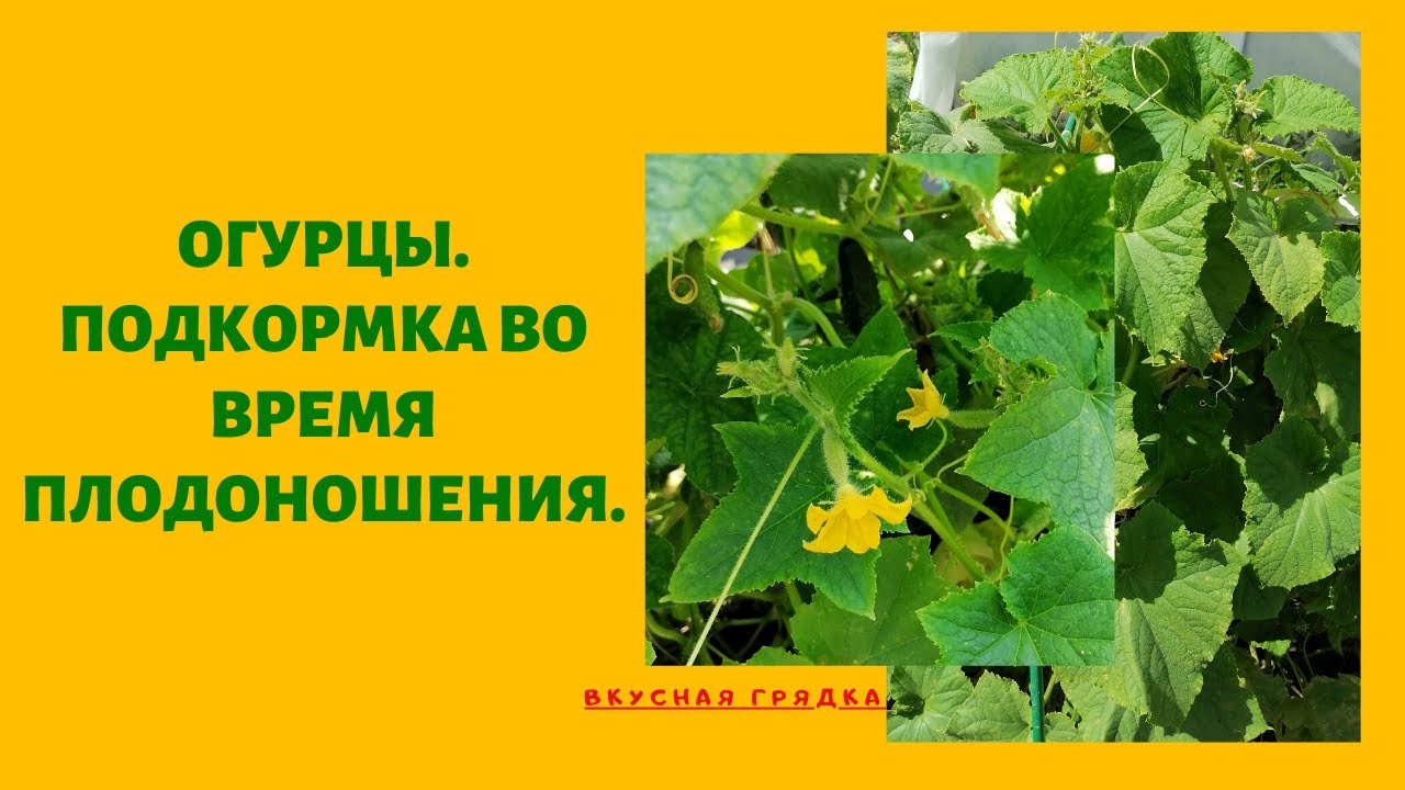 Чем удобрять огурцы в период плодоношения в открытом грунте и теплице