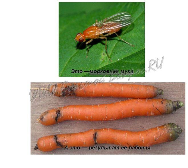 Как бороться с морковной мухой народными средствами