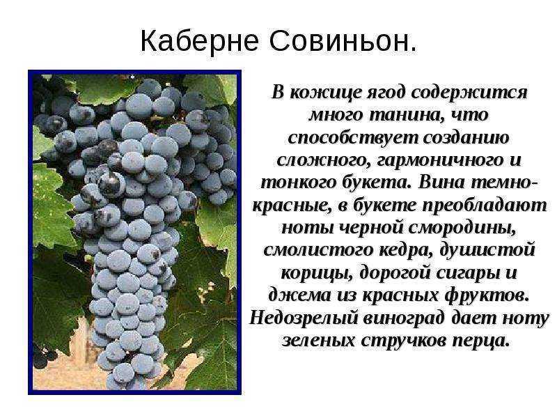 Сорт винограда каберне северный фото и описание