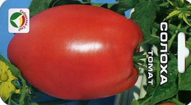 ᐉ томат солоха отзывы фото кто сажал - zooshop-76.ru