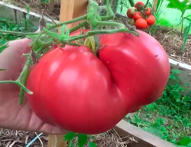 Какие томаты посадить в теплице в подмосковье в 2021 году: лучшие сорта