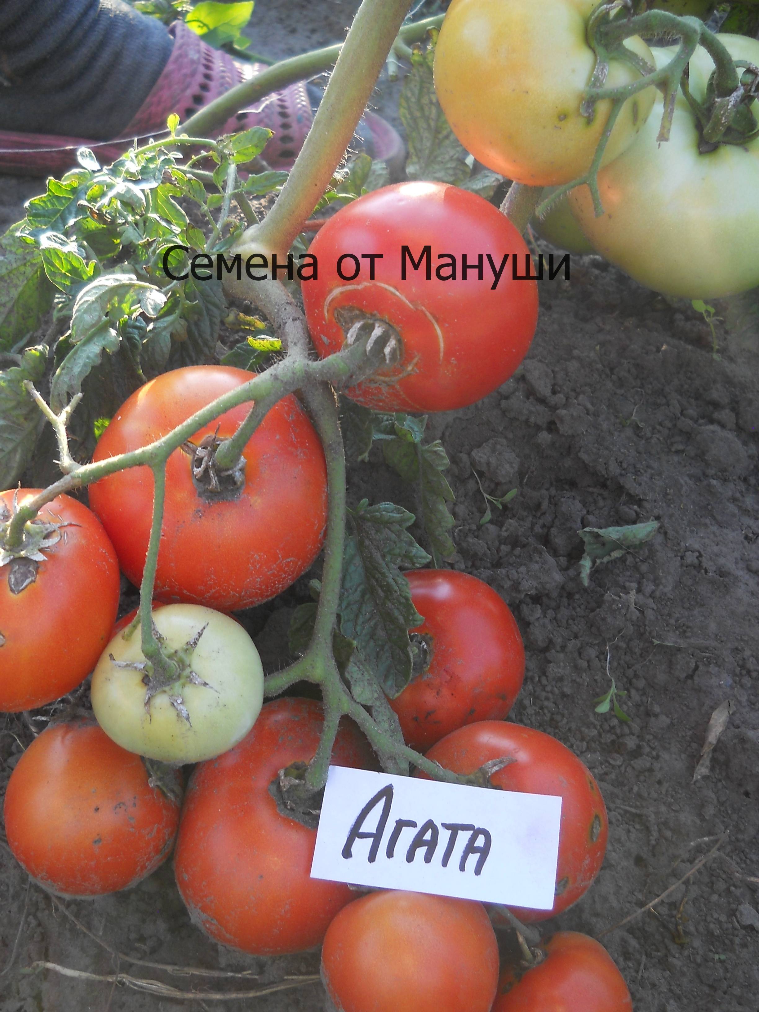 Какими преимуществами обладает томат агата — описание сорта и особенности выращивания