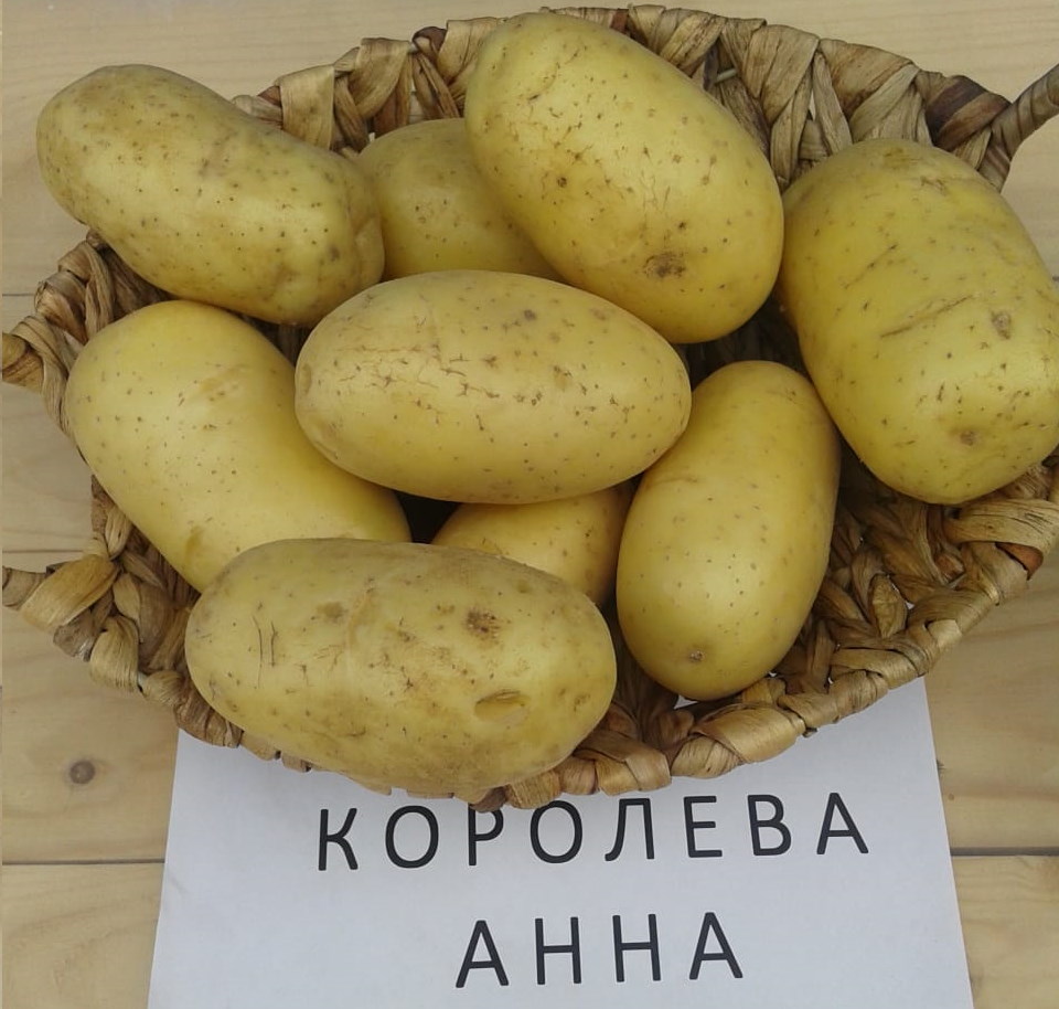 Картофель королева анна: описание сорта, фото, отзывы, вкусовые качества, выращивание