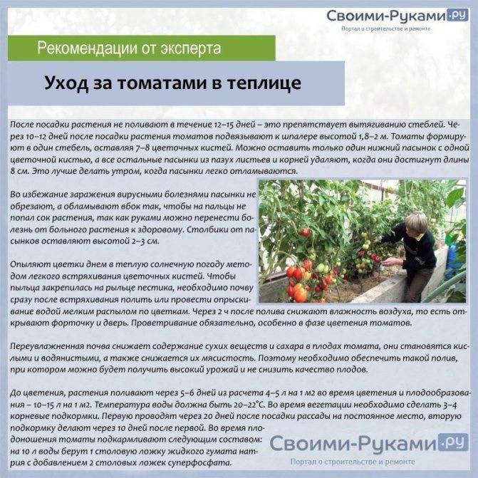 Подкормка помидоров: когда и чем подкармливать, схема