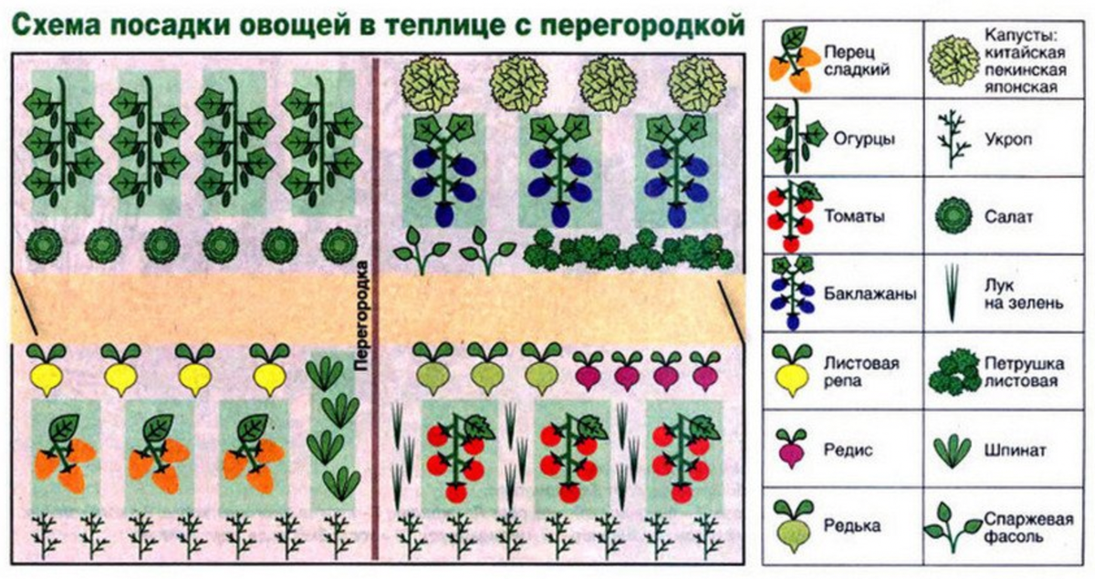 Как посадить горох у себя на даче и получить солидный урожай овоща