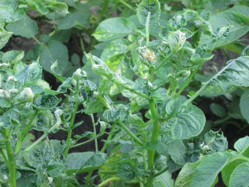 Почему у картофеля скручиваются листья: фото и их лечение | дача сад огород