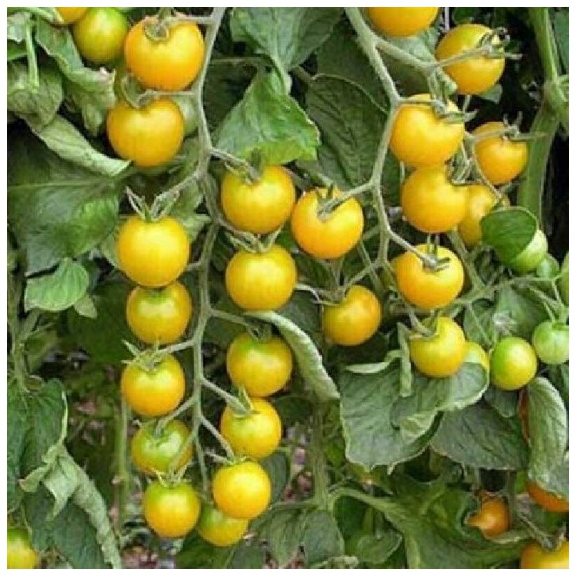 Описание сорта томата саммер сан, его характеристика и урожайность