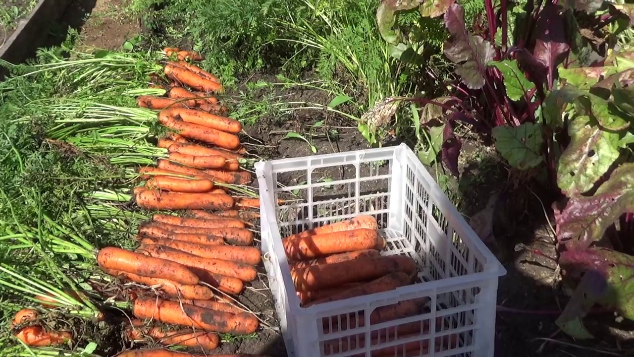 Как и когда выкапывать морковь с грядки осенью и как ее хранить?