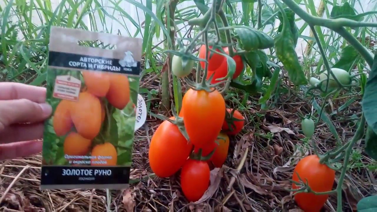 Томат золотое руно: фото и отзывы, описание и характеристика сорта оранжевых помидоров, выращивание, посадка и уход, урожайность