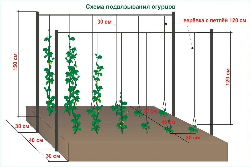 Огурцы на шпалере в открытом грунте: выращивание, формирование, огурцы на сетке, опора, подвязка, схема, высота шпалеры, как посадить чтобы плелись вверх, в теплице, подпорки, шпалерным способом | qlumba.com