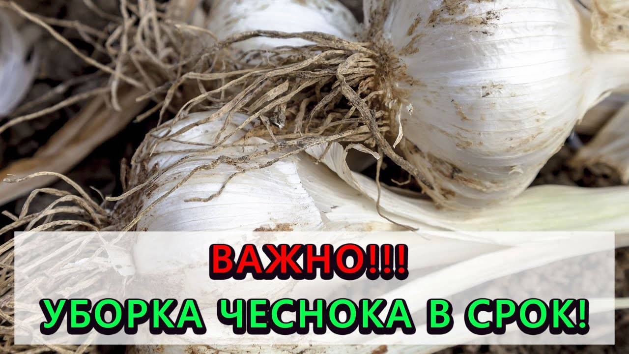 Когда убирать чеснок, посаженный под зиму в 2021 году по лунному календарю благоприятные дни