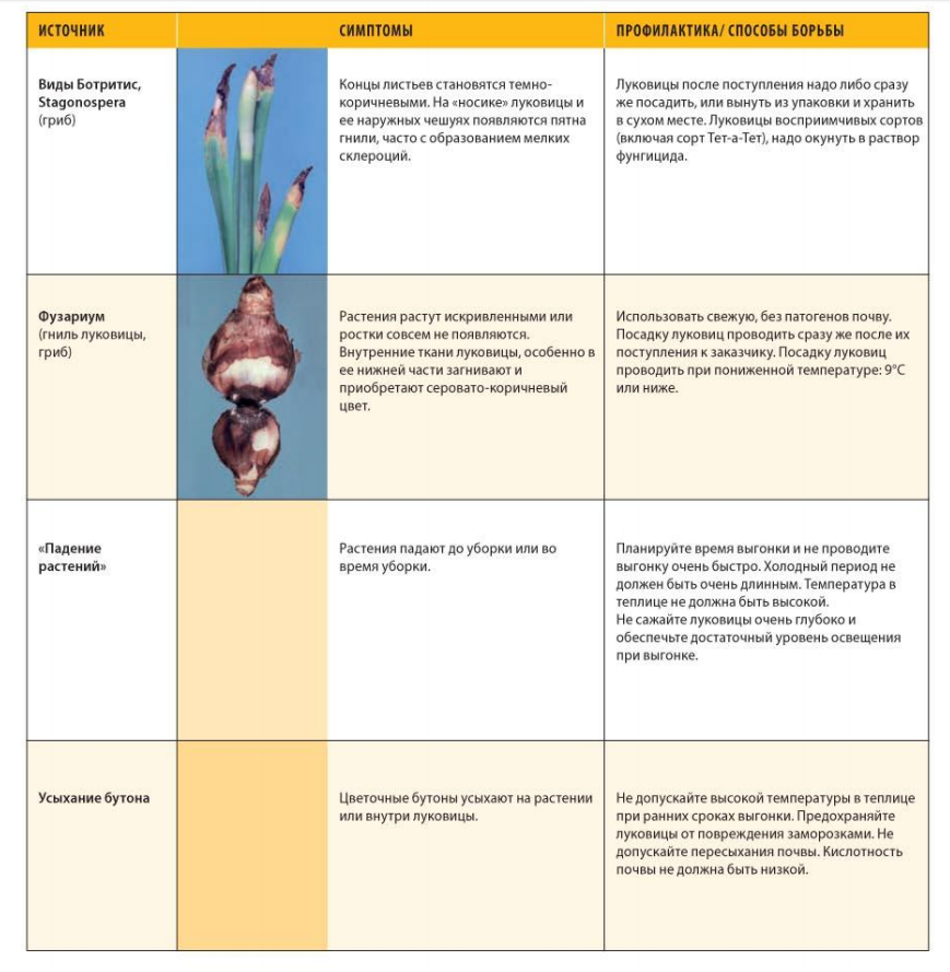 Болезни луковиц тюльпанов описание с фотографиями и названиями