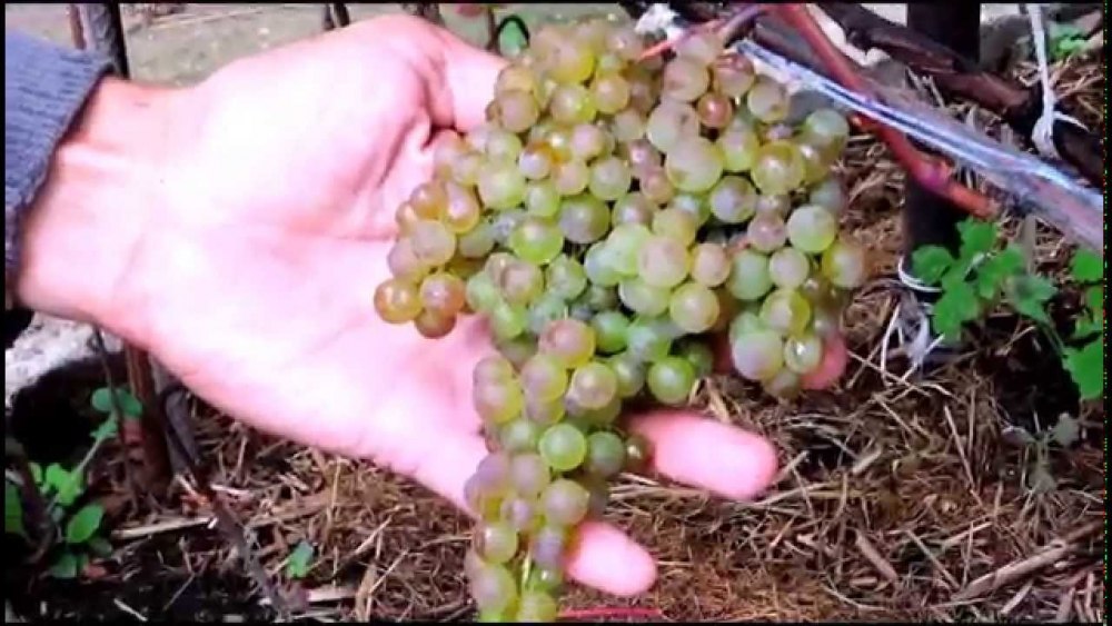 Описание и выращивание винограда сорта коринка русская
