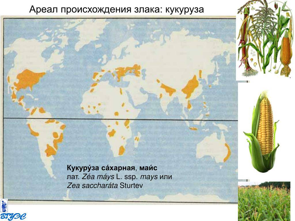 Где растет кукуруза: районы выращивания в россии и мире
