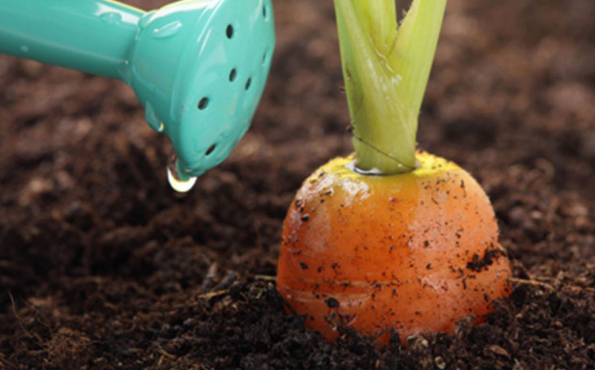 Морковь – правила выращивания - сад 6 соток