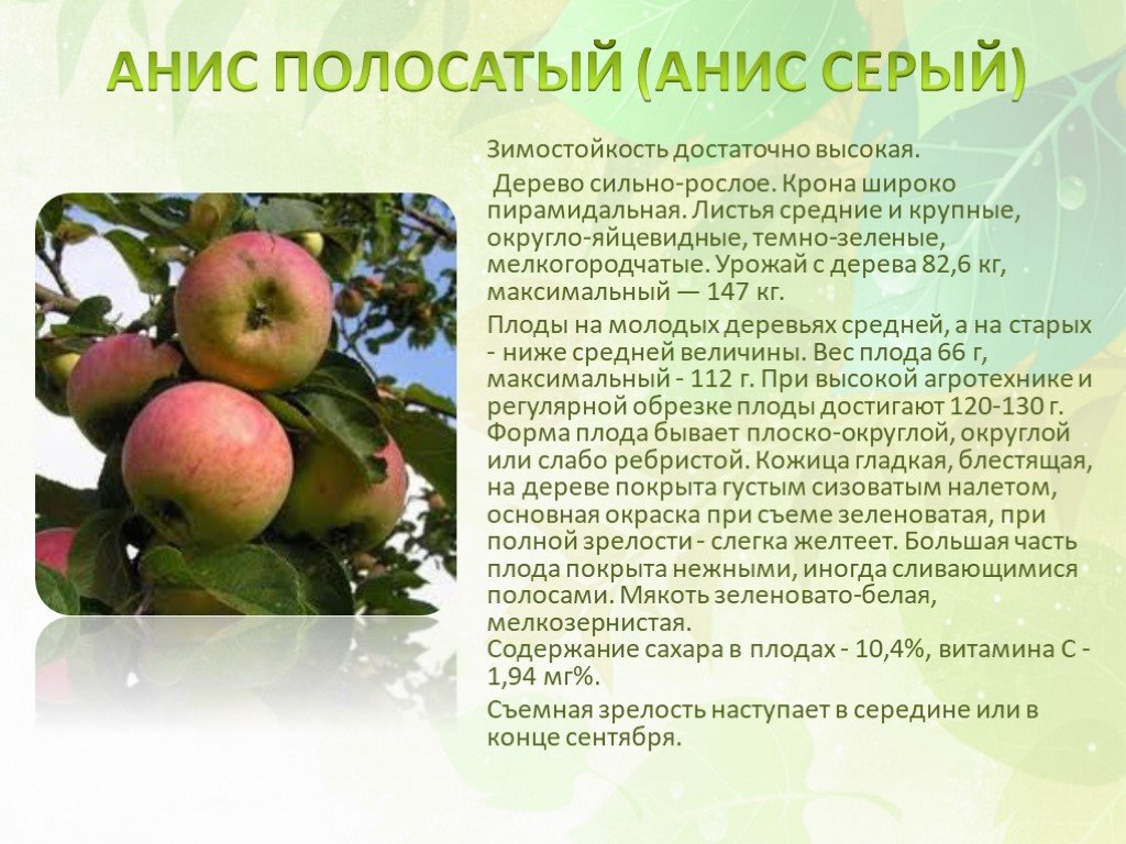 Яблоня «анис алый» («анис красный») – описание сорта,  фото, отзывы