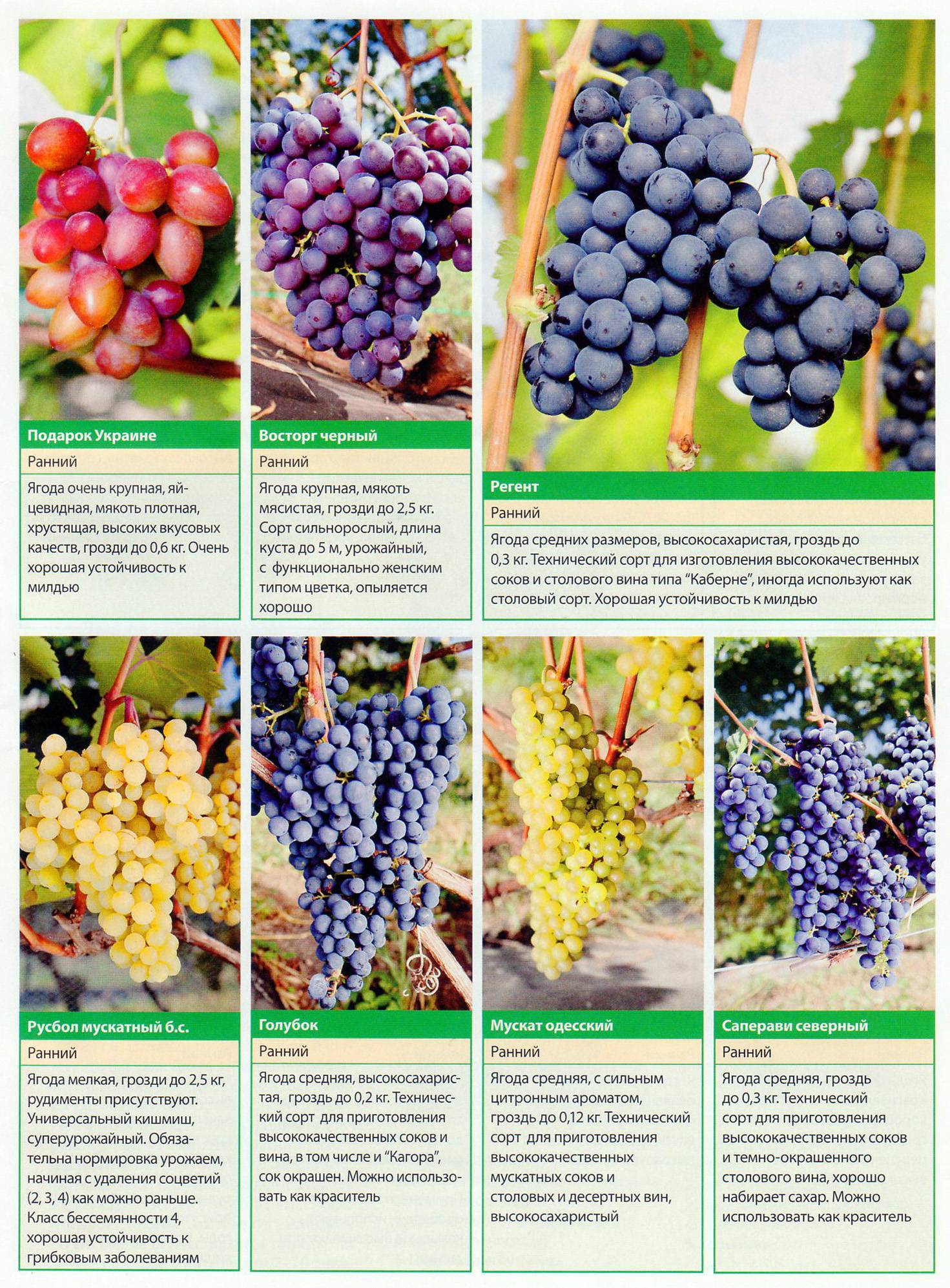 Виноград агат донской: как вырастить хороший урожай