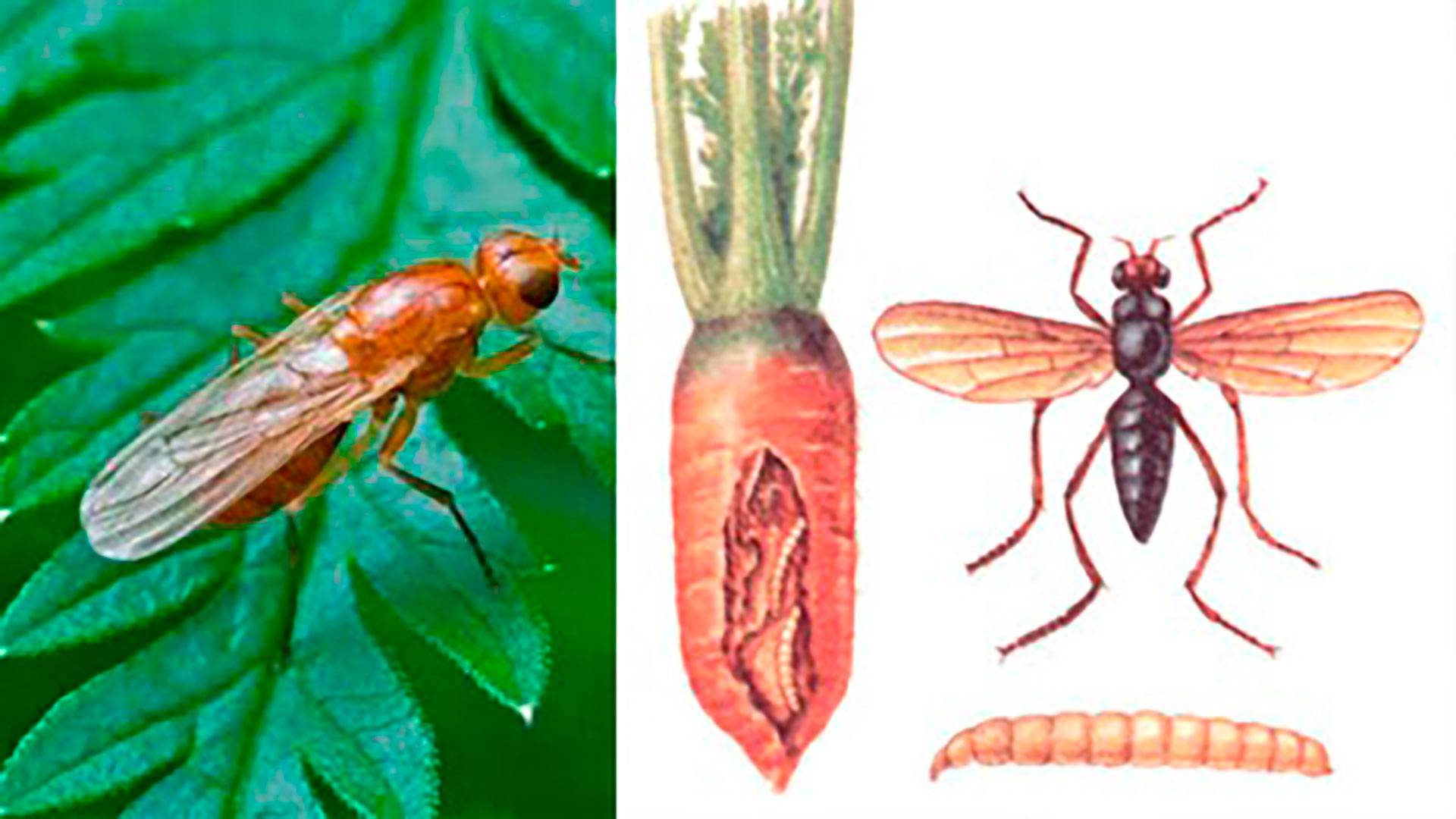 Как избавиться от морковной мухи: методы борьбы народными средствами, химическими препаратами
