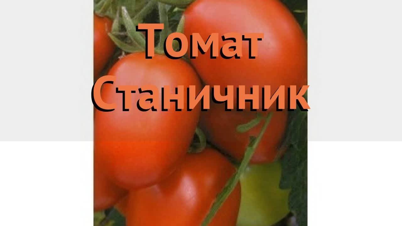 Все о томатах. выращивание томатов. сорта и рассада.
