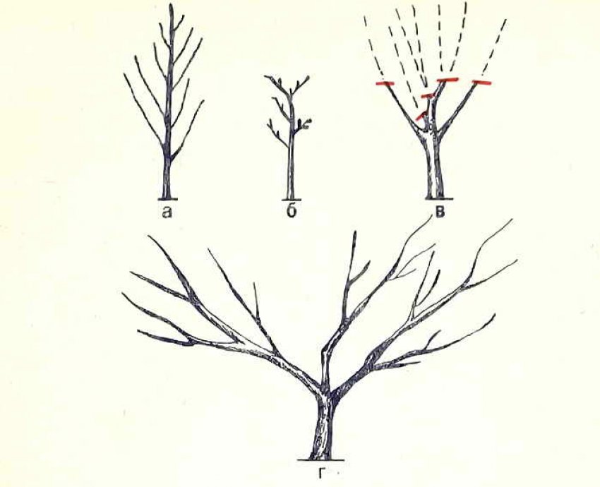Обрезка саженцев плодовых деревьев весной схема для начинающих