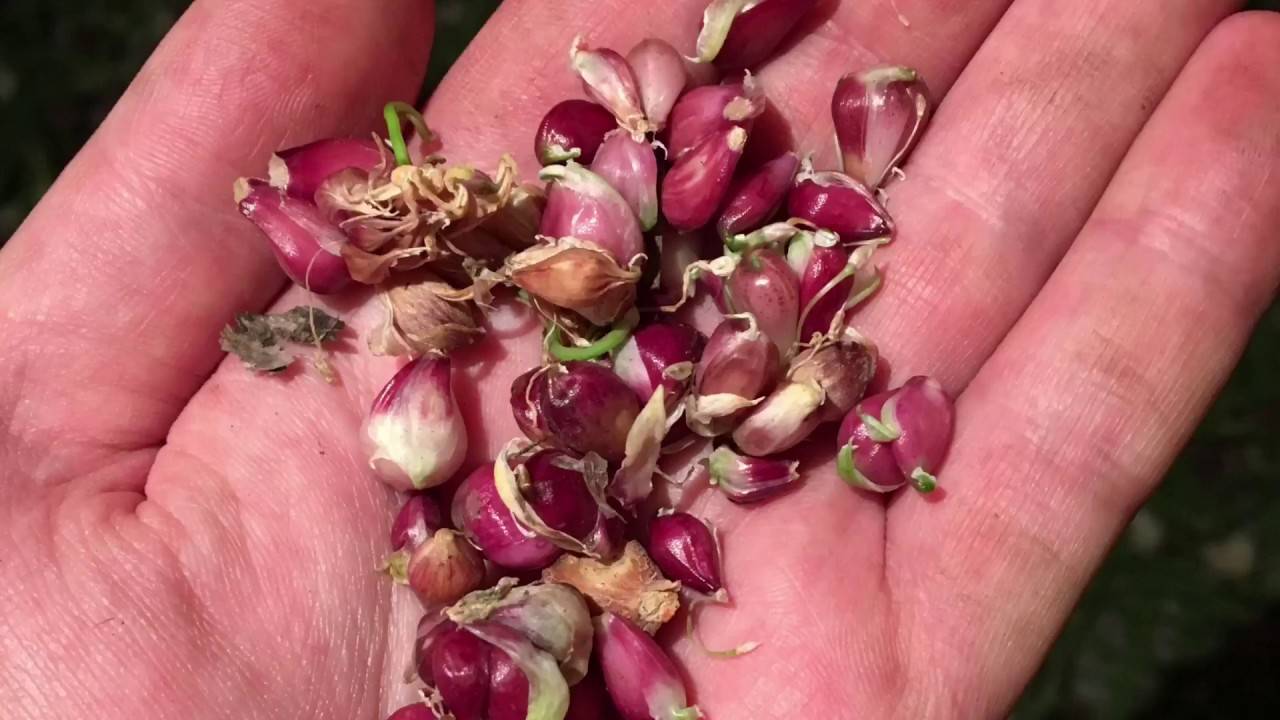 Всё про выращивание чеснока в открытом грунте от а до я