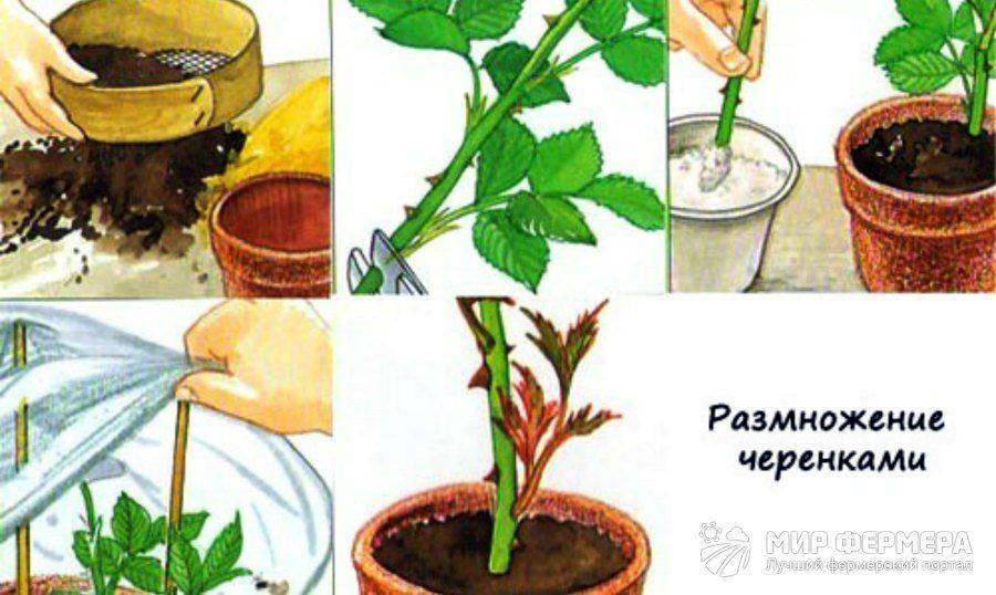 Базовые правила размножения роз черенками летом и зимой. фото — ботаничка
