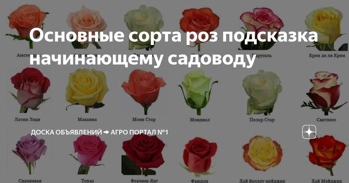 Розы фото сорт описание