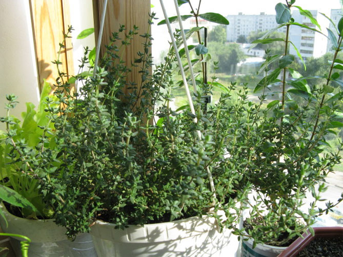 Выращивание тимьяна (чабрец) из семян в домашних условиях: когда и как сажать?