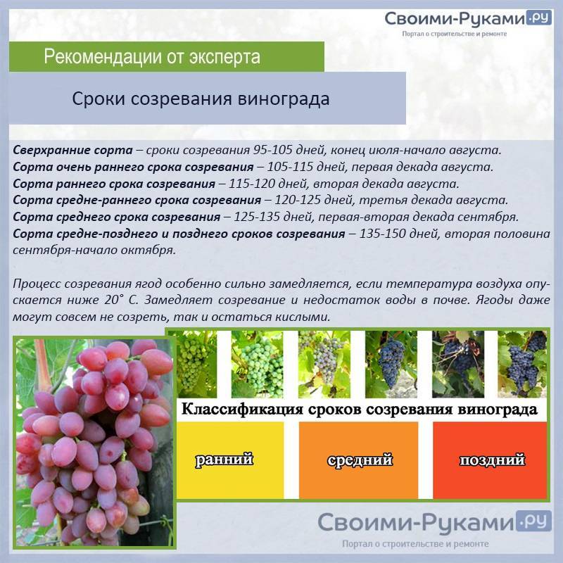 Виноград «амурский»: описание сорта, фото и отзывы, посадка и уход, лечебные свойства