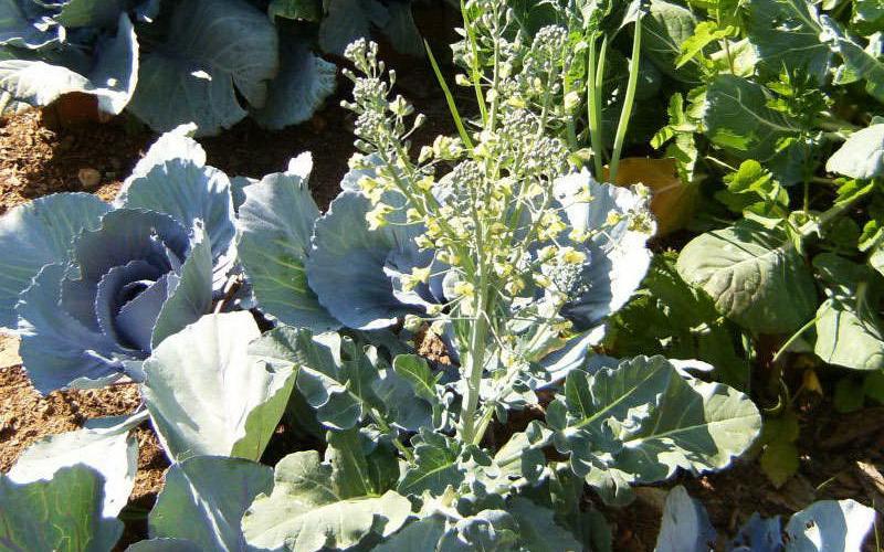 Как получить семена белокочанной капусты