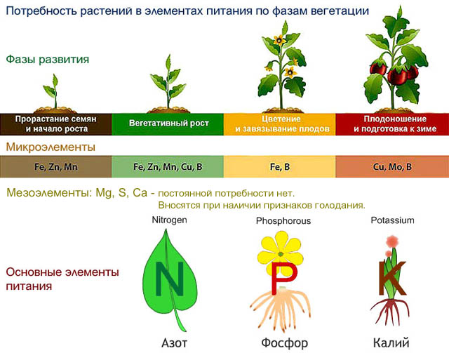 Подкормка растений: для чего нужна, виды удобрений, способы внесения, советы