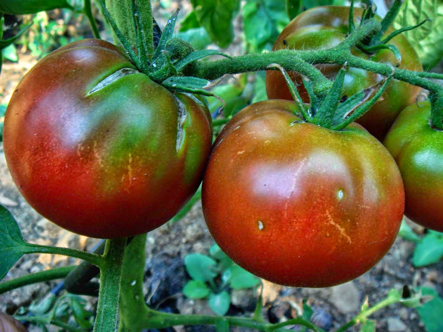 Сорт помидоров черный принц с фото и описанием