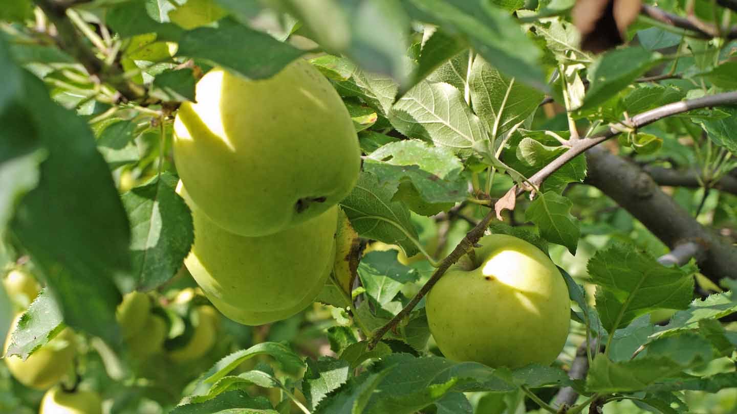 Яблони сорт Муцу