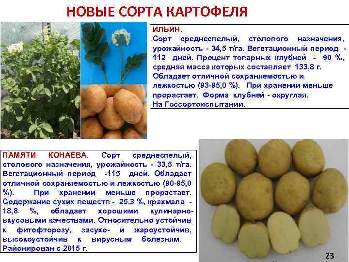 Картофель крепыш: характеристика и описание сорта, фото, отзывы