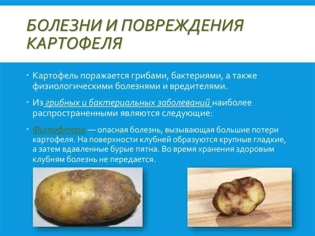 Болезни картофеля: описание и лечение, методы борьбы народными и химическими средствами