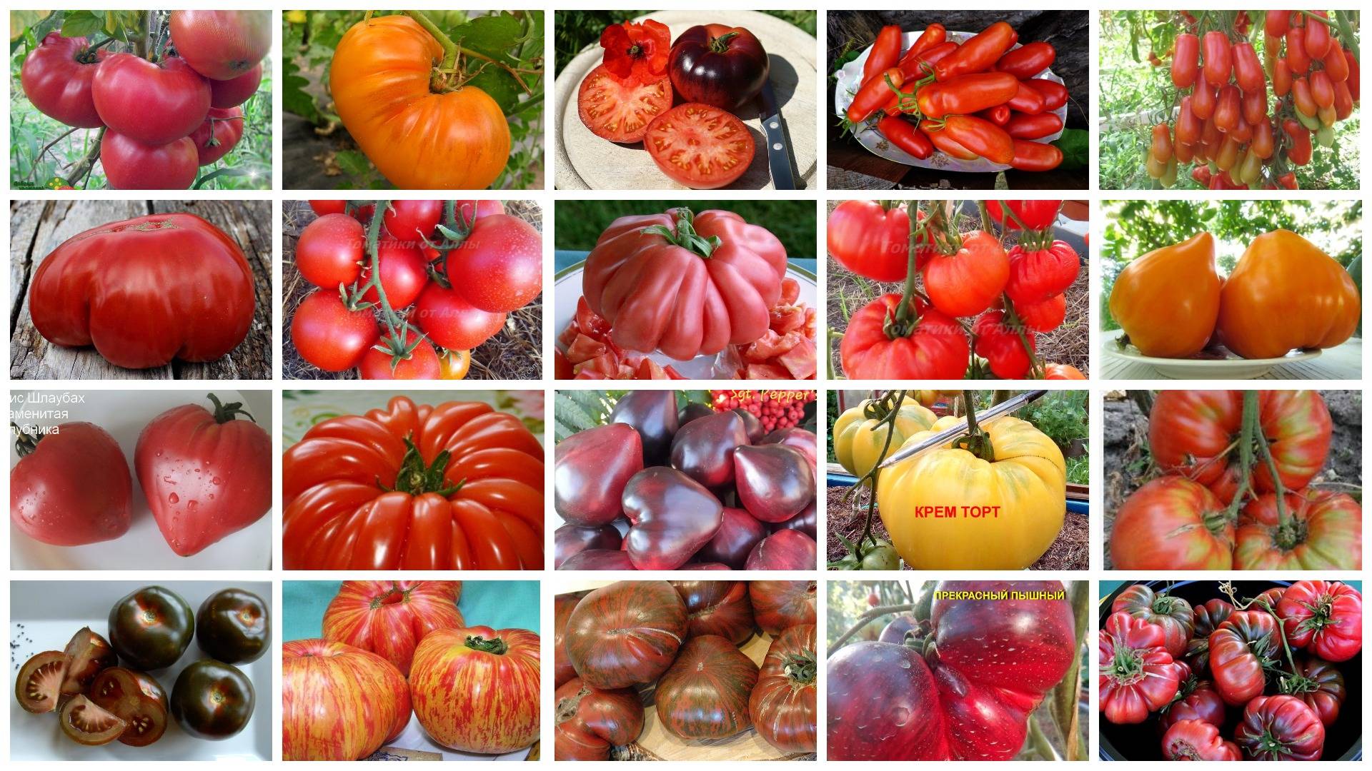 Урожайные сорта томатов 2020 года