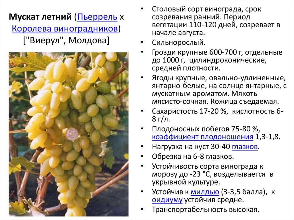 Мерло – сайт о винограде и вине