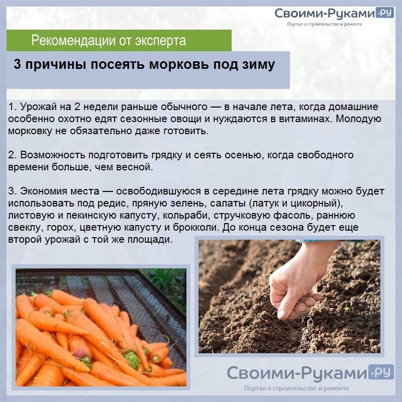 Почему морковь мягкая в земле: что делать, если морковка завяла на грядке и при хранении, как освежить дряблый овощ и вернуть ему упругость, твердость