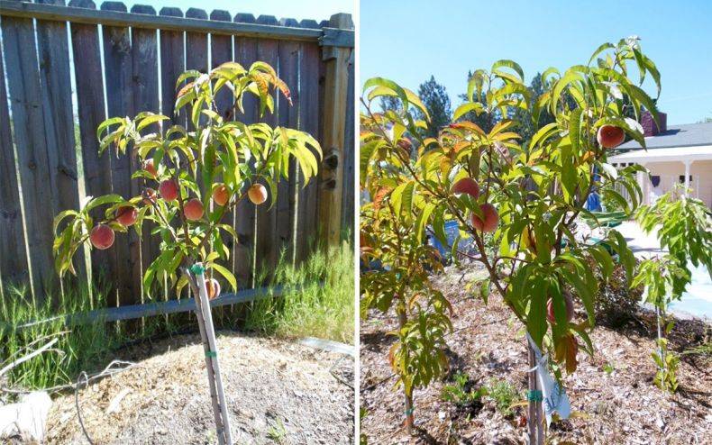Подготовка персика к зиме: как правильно укрыть и утеплить