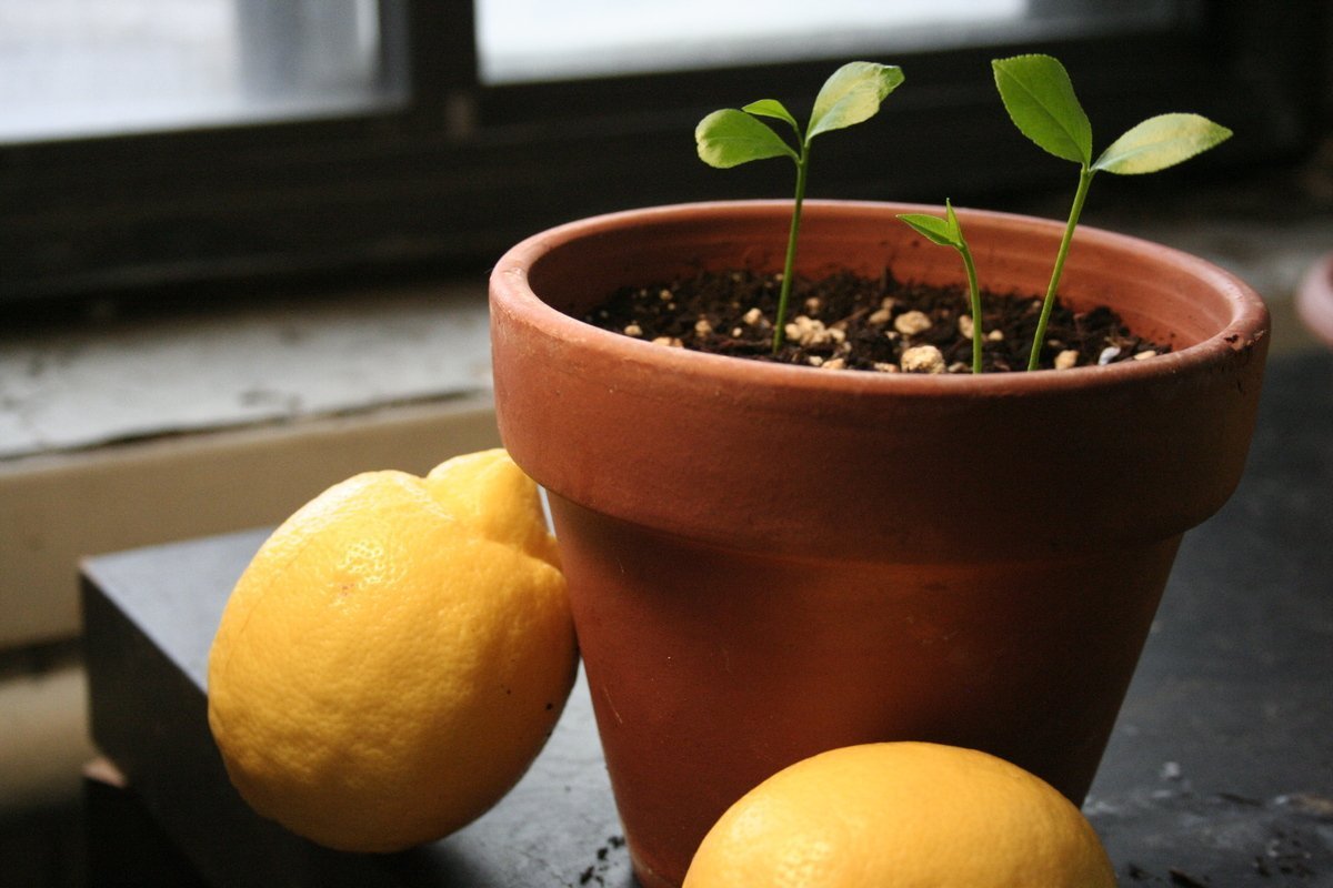 Как вырастить лимон из косточки в домашних условиях: пошаговая инструкция