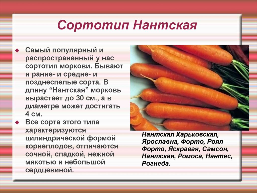 Фиолетовая морковь-интересный овощ на вашем огроде